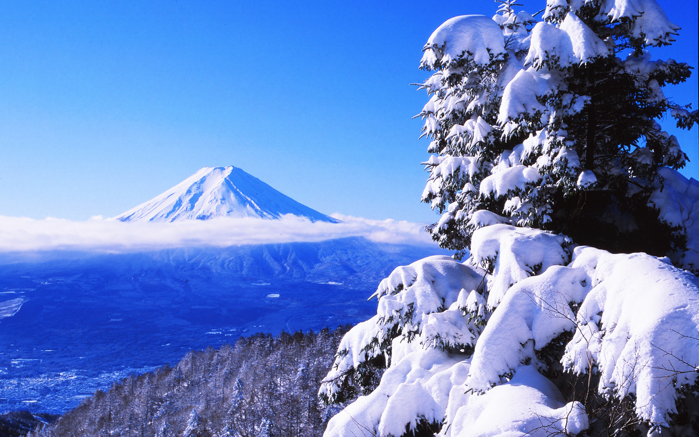 グローバルデザイン株式会社 14年 グロデ富士山企画 富士山 For You