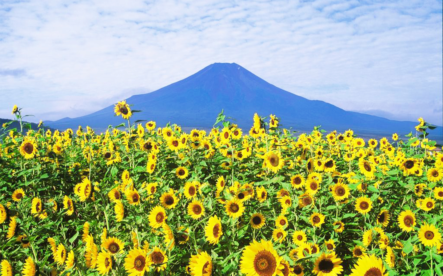 グローバルデザイン株式会社 14年 グロデ富士山企画 富士山 For You