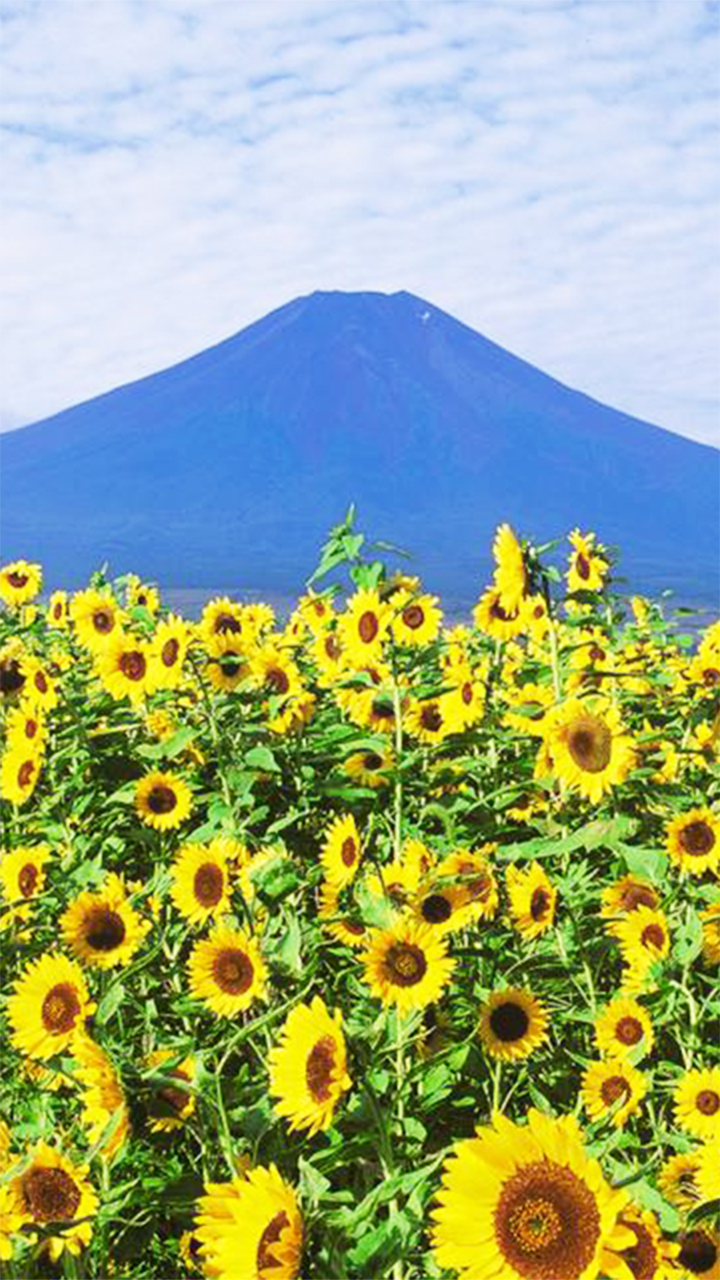 グローバルデザイン株式会社 14年 グロデ富士山企画 富士山 For You